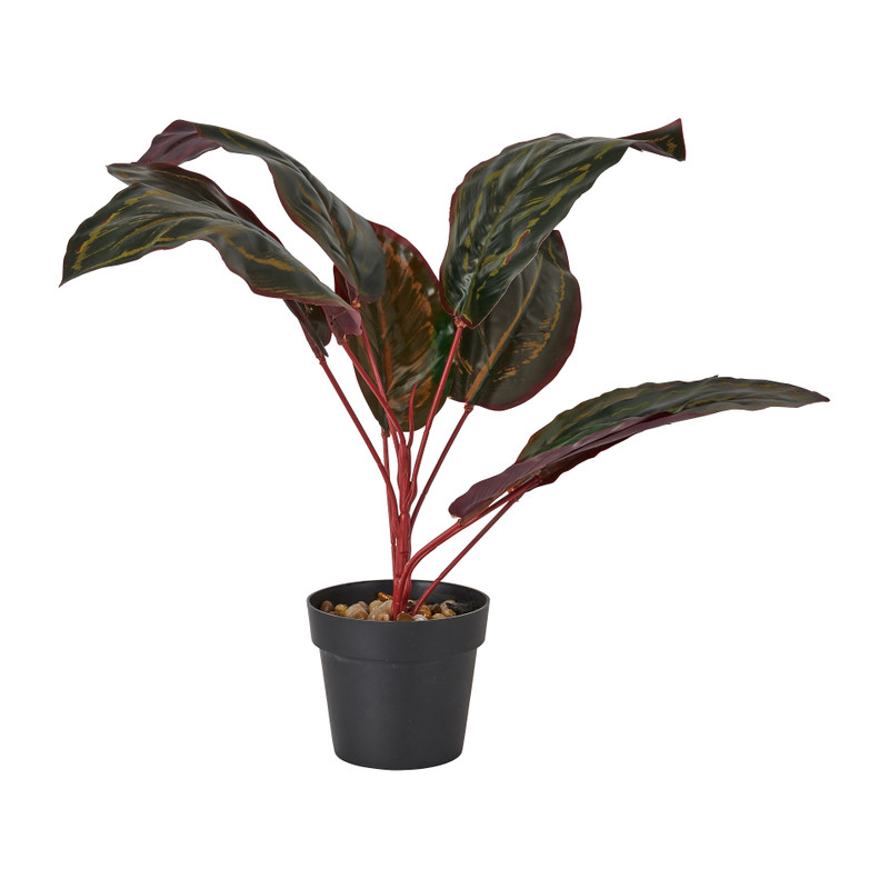 Plant in zwarte pot - diverse varianten - ⌀7x38 cm 