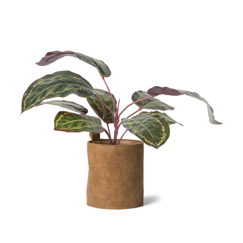 Plant in zwarte pot - diverse varianten - ⌀7x38 cm 