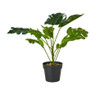 Plant in zwarte pot - diverse varianten - ⌀7x38 cm 