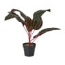 Plant in zwarte pot - diverse varianten - ⌀7x38 cm 