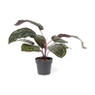 Plant in zwarte pot - diverse varianten - ⌀7x38 cm 