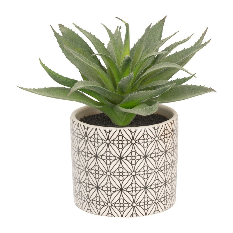 Cactus stekels in keramieken pot – 23 cm