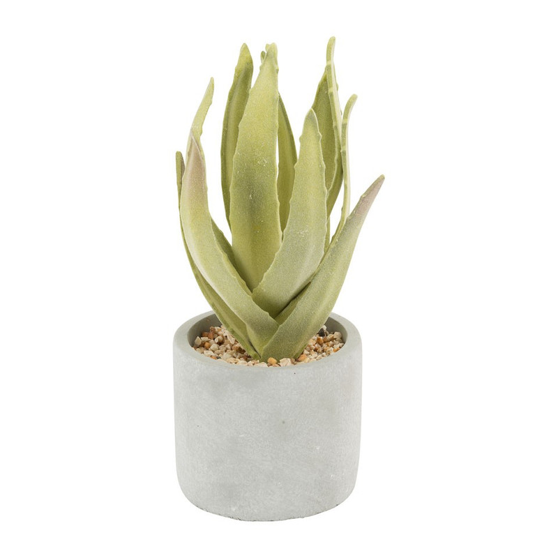 Aloë plant in cement pot - 10x25 cm