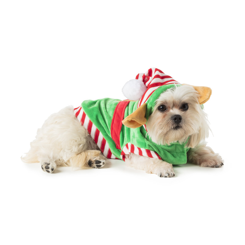 tweeling informatie Vooruitzicht Kerst outfit voor dieren - elf | Xenos